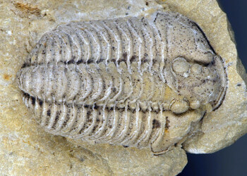 Fossil Trilobite